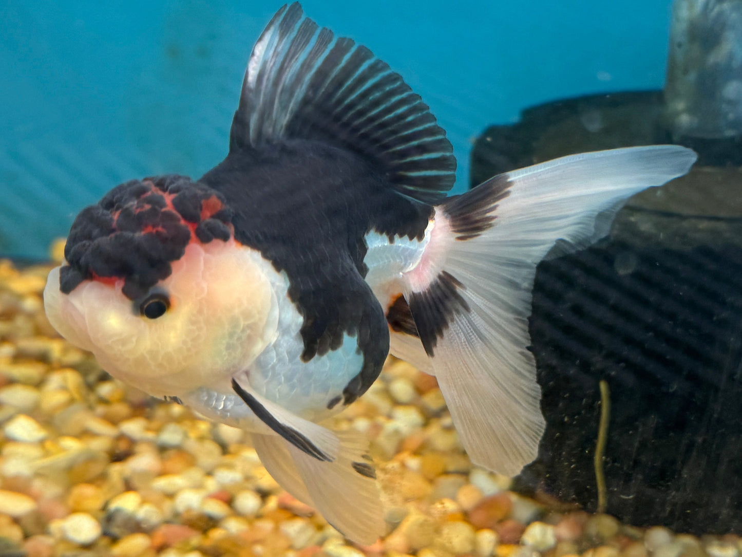 One Thai Oranda Tricolor Goldfish Approx 3.5-4.5"