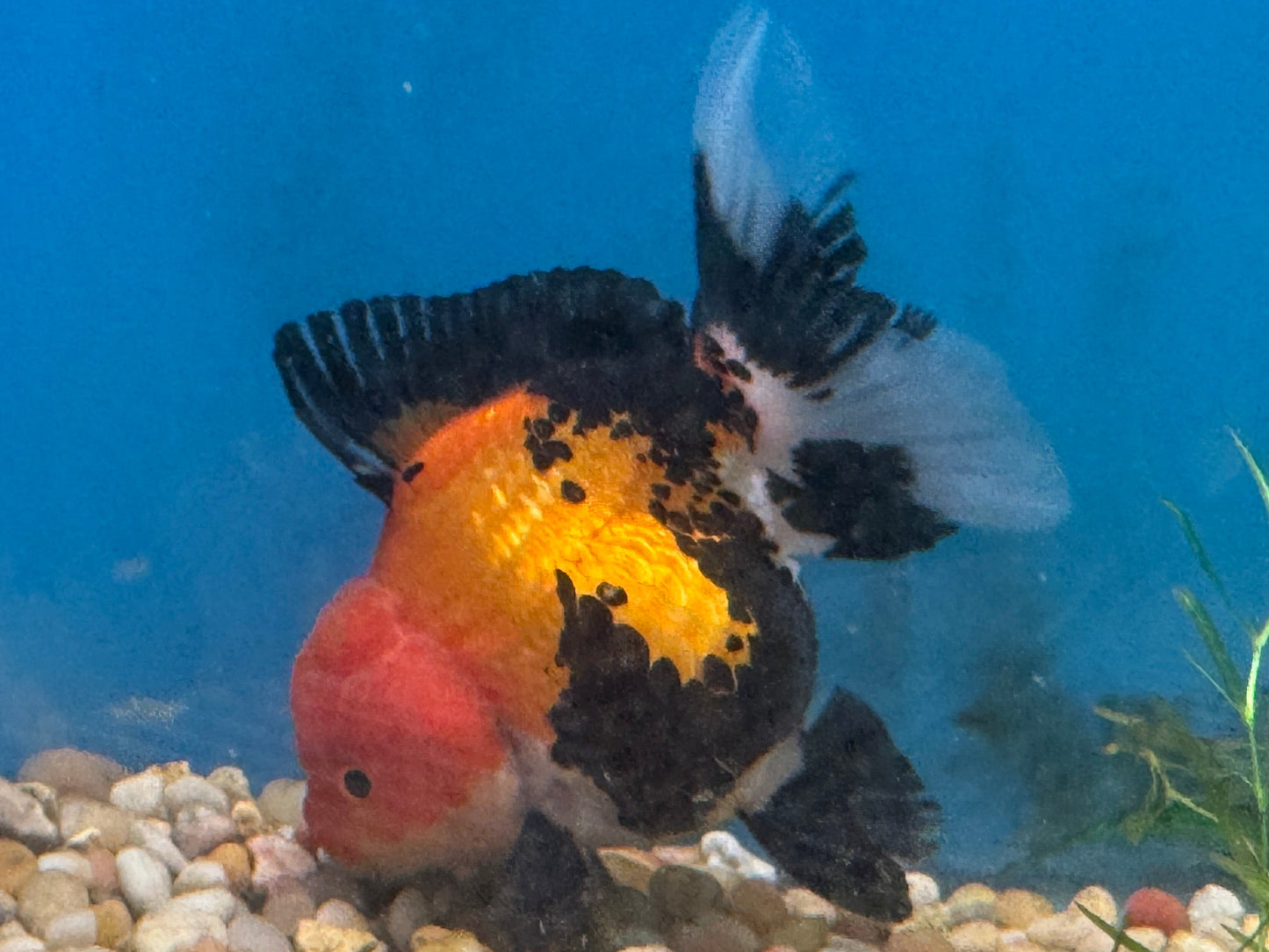 One Thai Oranda Tricolor Goldfish Approx 3.5-4.5"