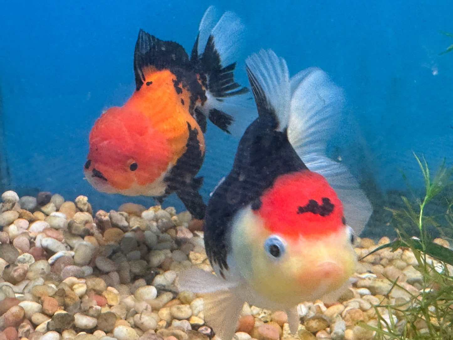 One Thai Oranda Tricolor Goldfish Approx 3.5-4.5"