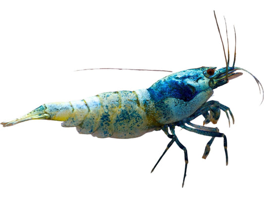 Blue Steel/Blue Bolt Shrimp