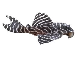 King Tiger Pleco Approx 4.5”