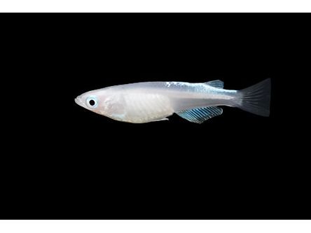 Medaka Platinum White Rice Fish T-63 Approx 3/4”