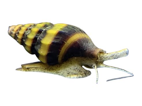 One Assasin Snail