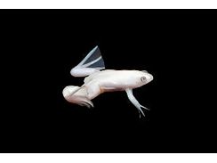 Dwarf Zaire Albino Fully Aquatic Frog