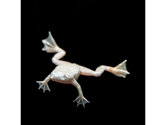 Dwarf Zaire Platinum Fully Aquatic Frog