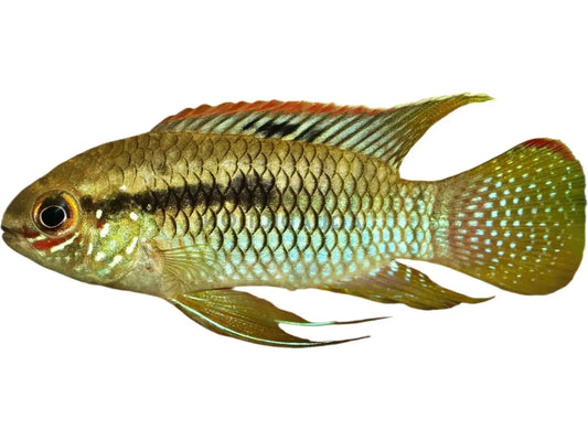 Laetacara Curviceps Dwarf Flag Cichlid Approx 2”