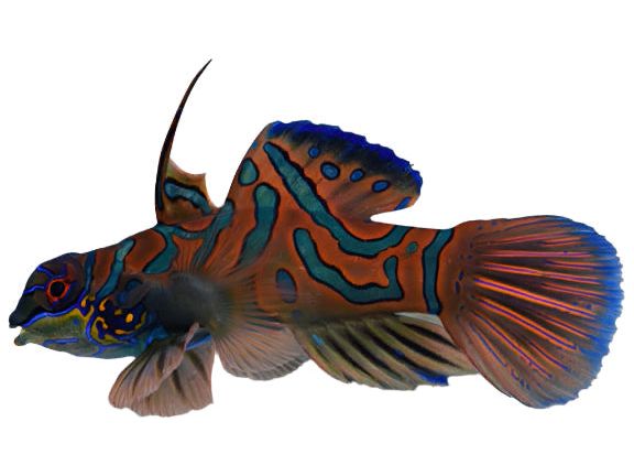 Red Mandarin Goby T20