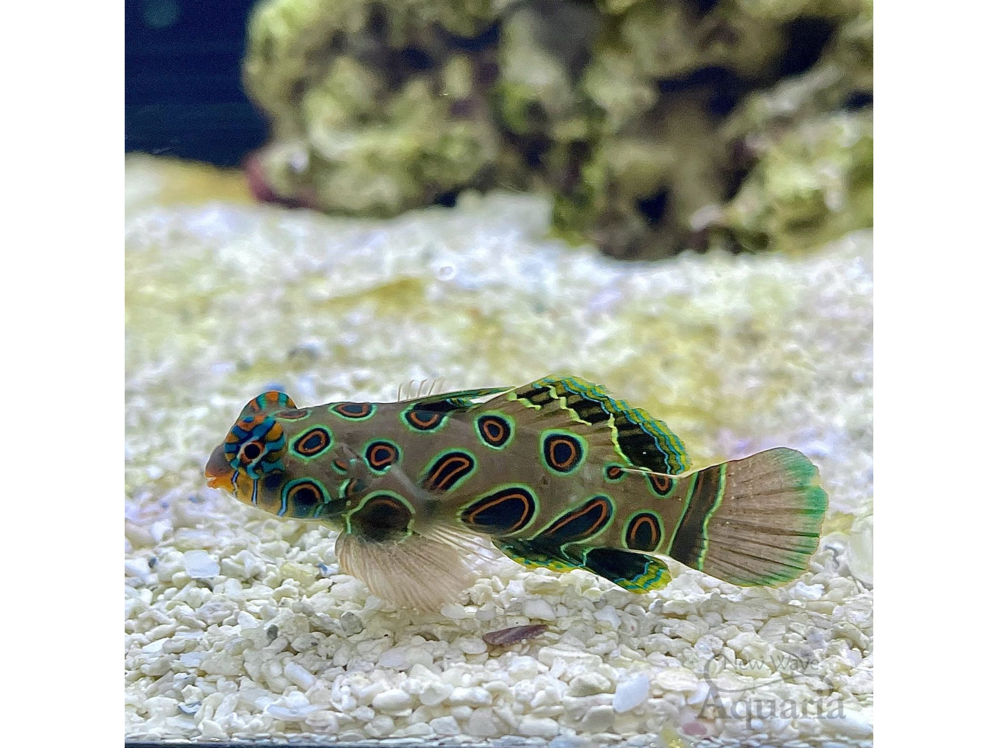 Mandarin Spotted Goby T20