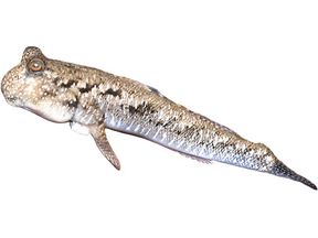 Nigerian Mudskipper Approx 2.5"