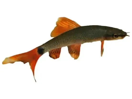 Rainbow Shark-fish Approx 2-2.5” T219