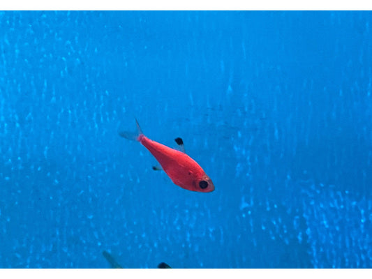 One Starfire Red Pristella Glo Fish Approx 1” T95