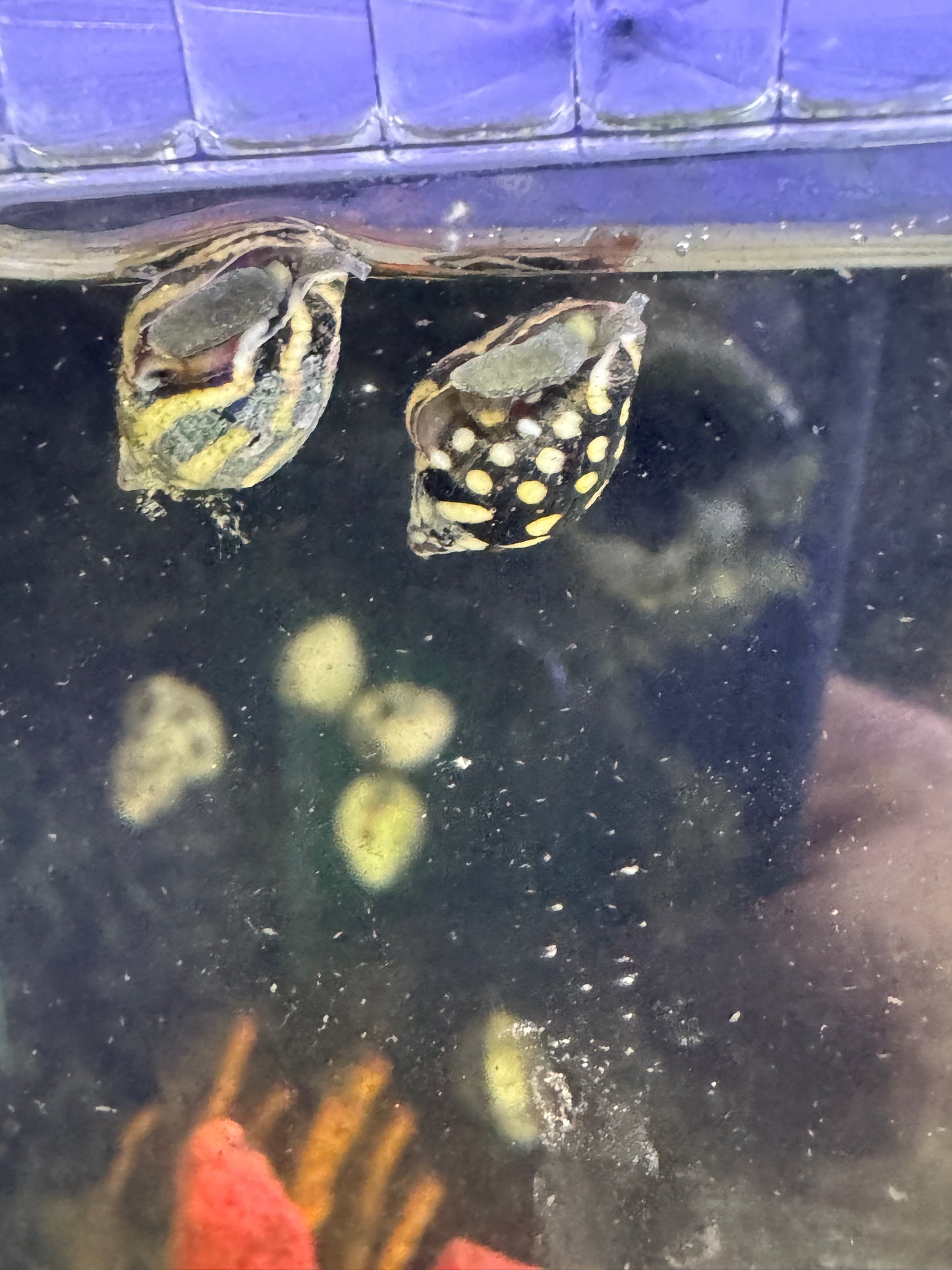 Dove Snails - Saltwater