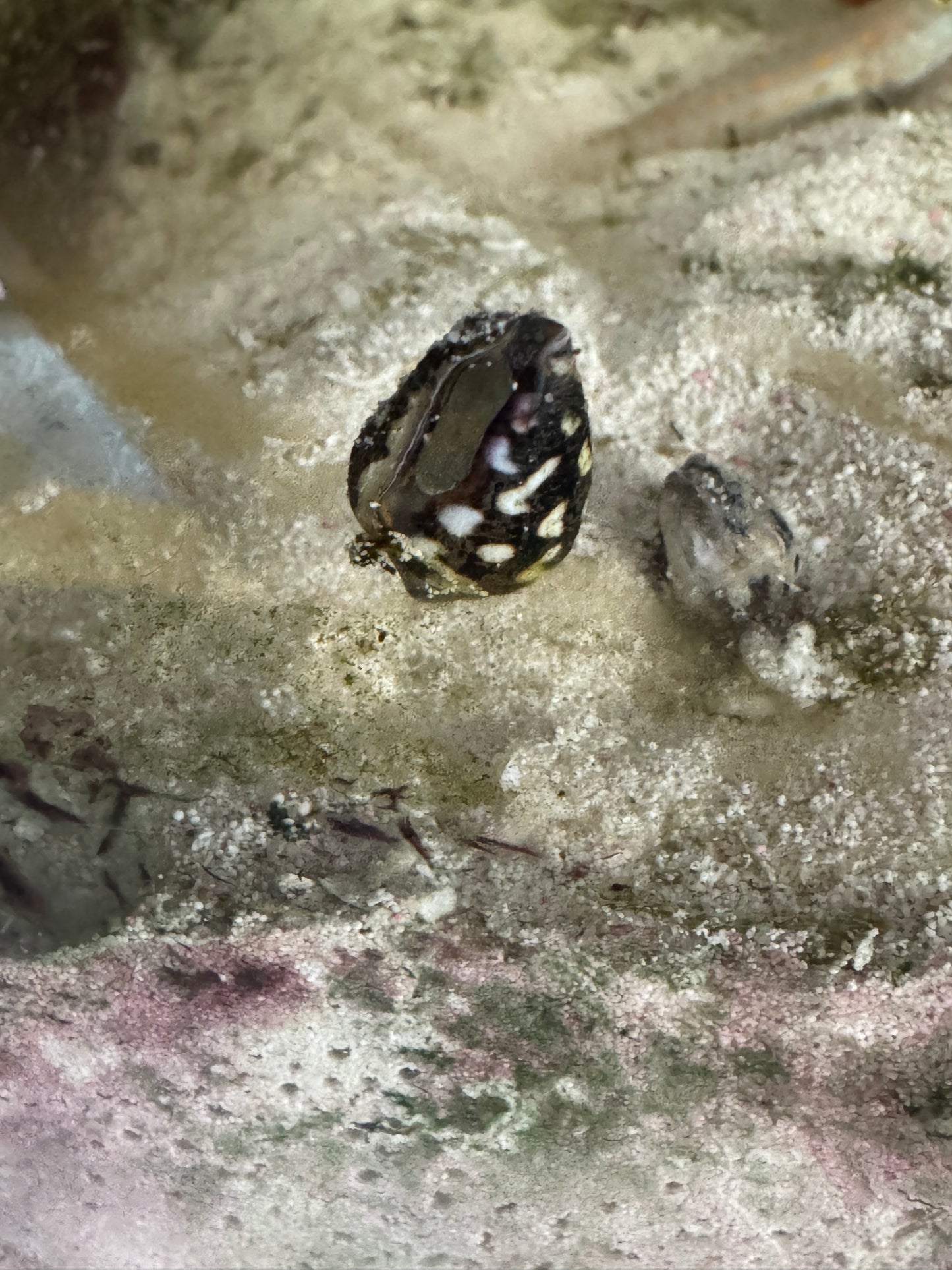 Dove Snails - Saltwater