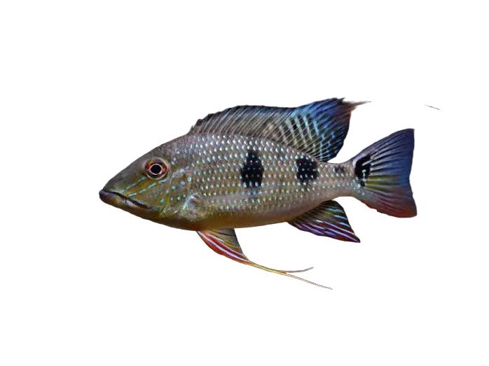 One Geophagus Daemon Approx 2”