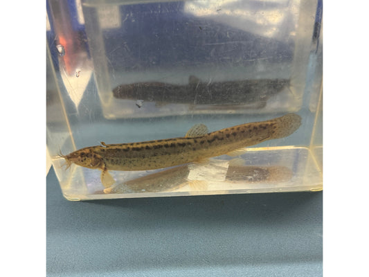 One Dojo Loach Approx 5-6"