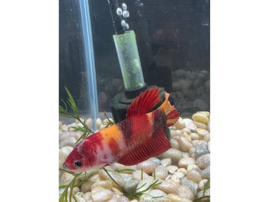 Giant Female Betta WYSWYG 2795