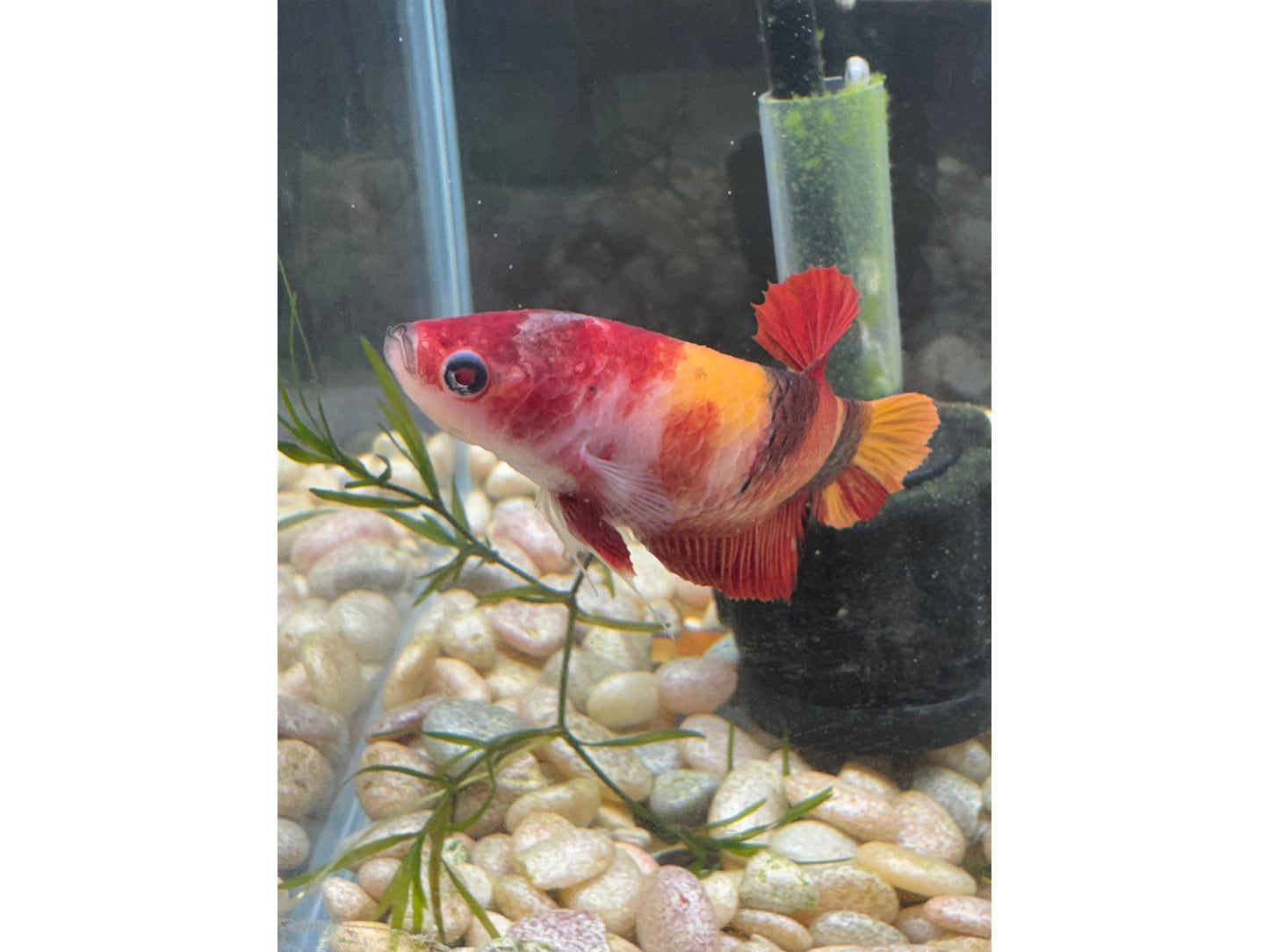 Giant Female Betta WYSWYG 2795