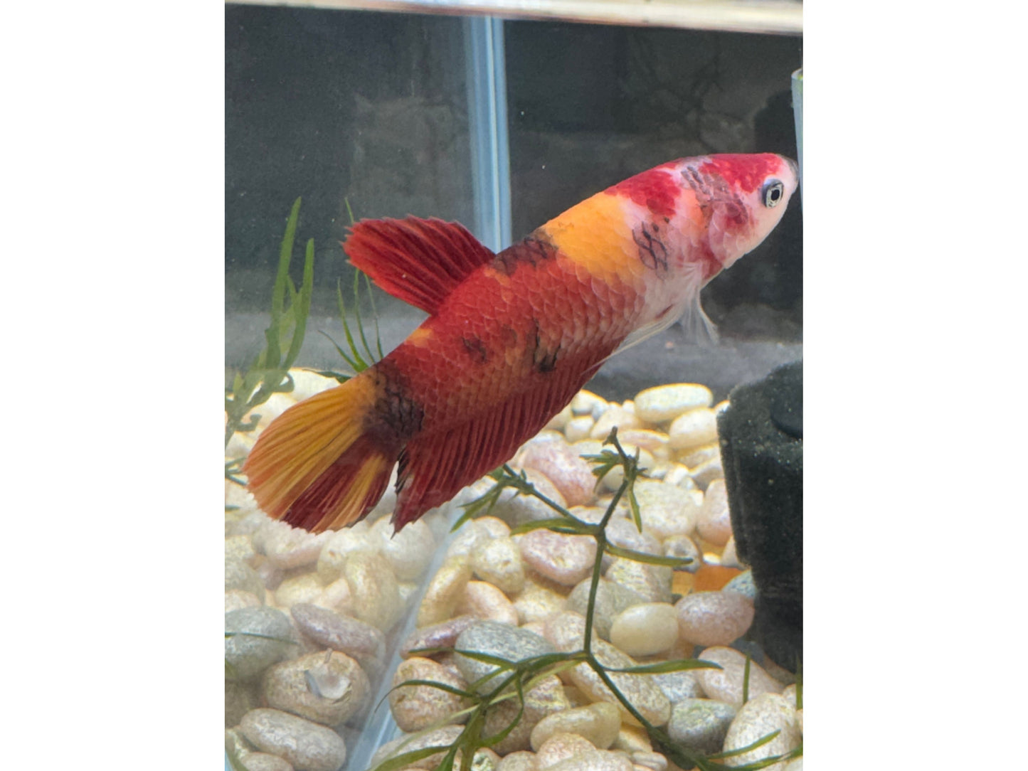 Giant Female Betta WYSWYG 2795
