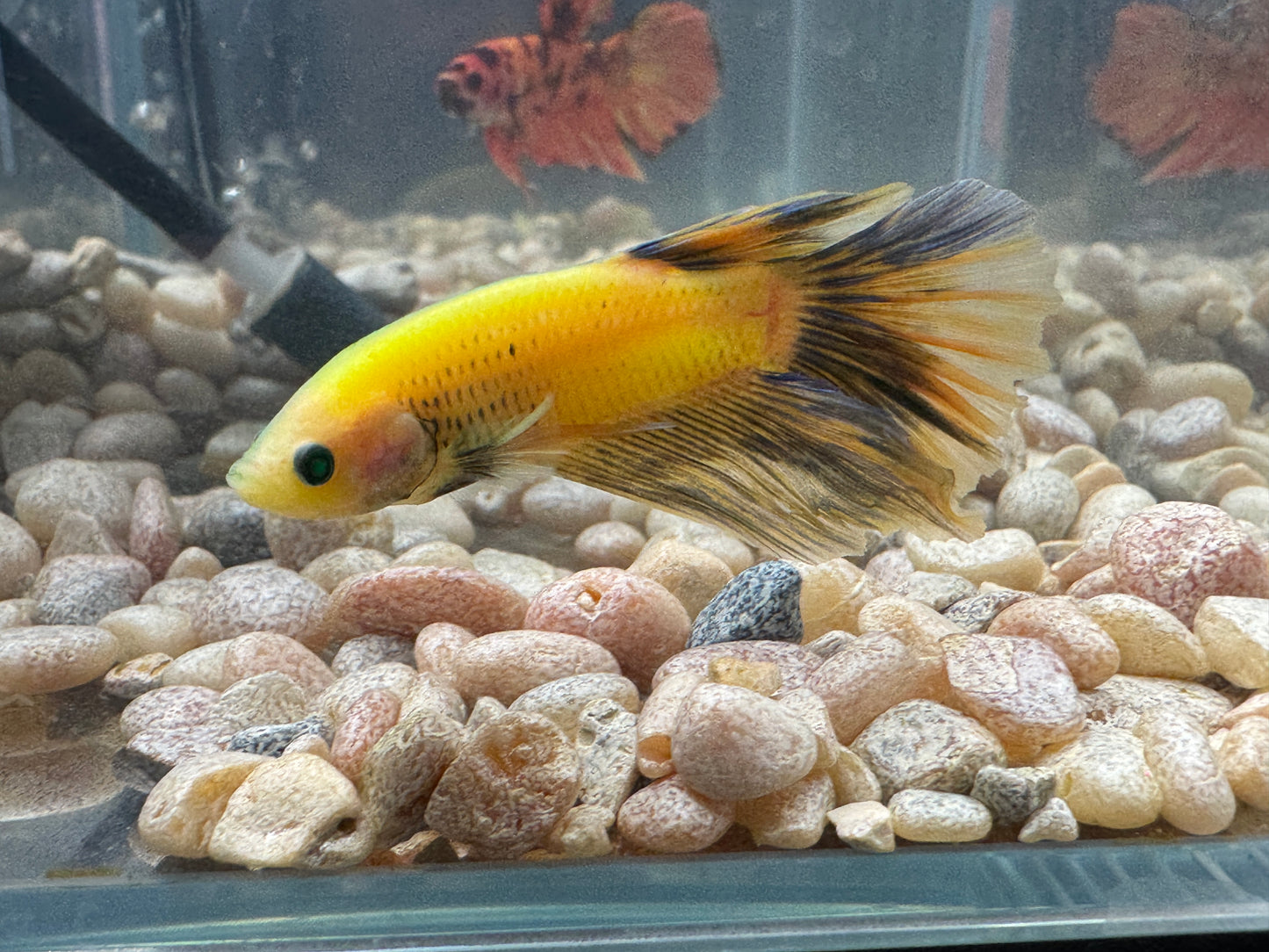 Green Hulk Betta  WYSWYG 2796