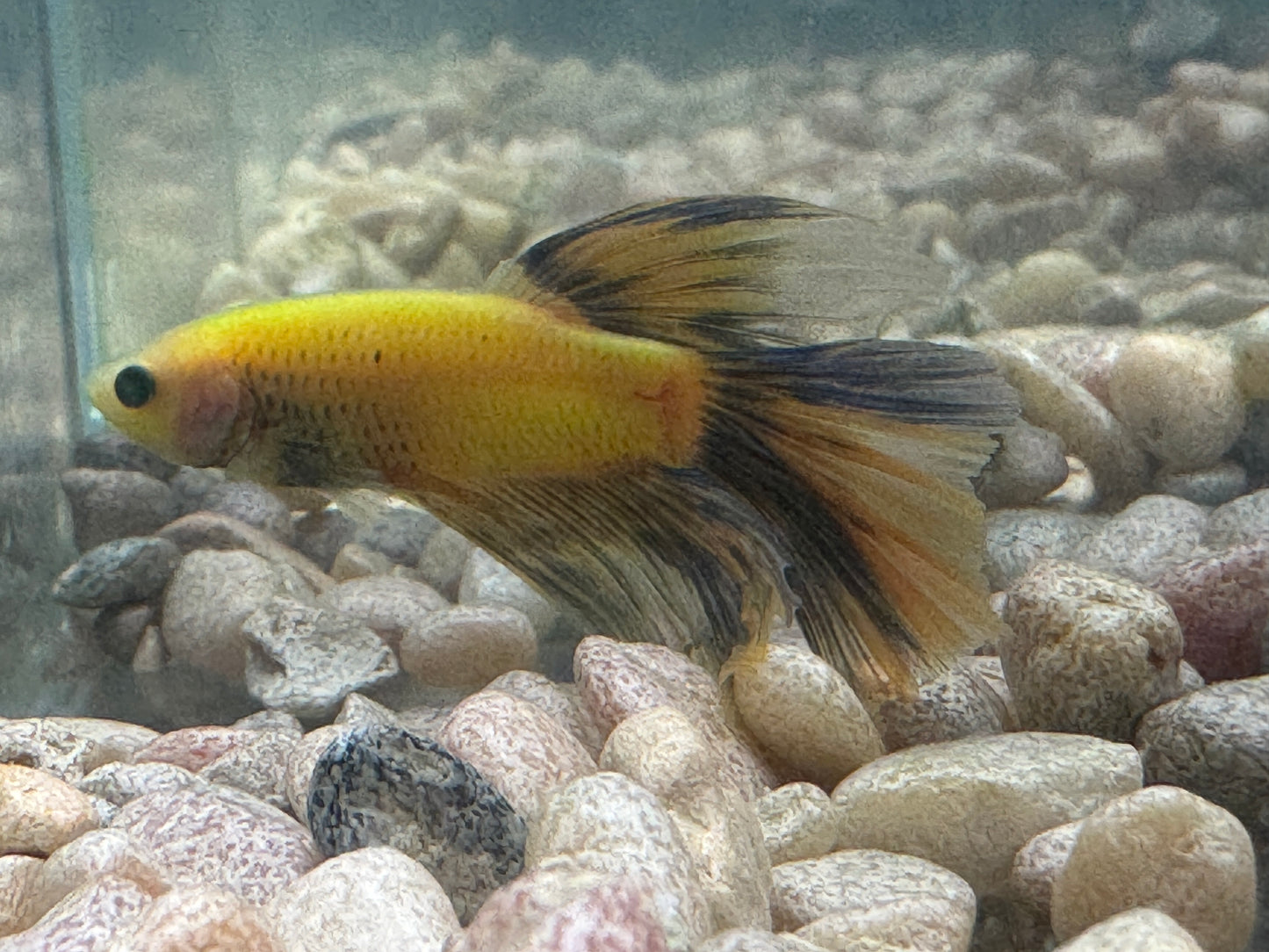 Green Hulk Betta  WYSWYG 2796