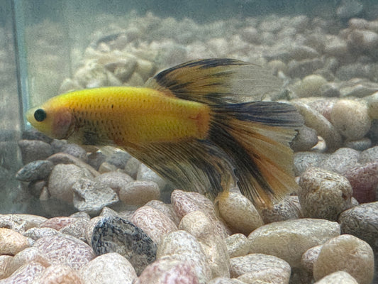 Green Hulk Betta  WYSWYG 2796