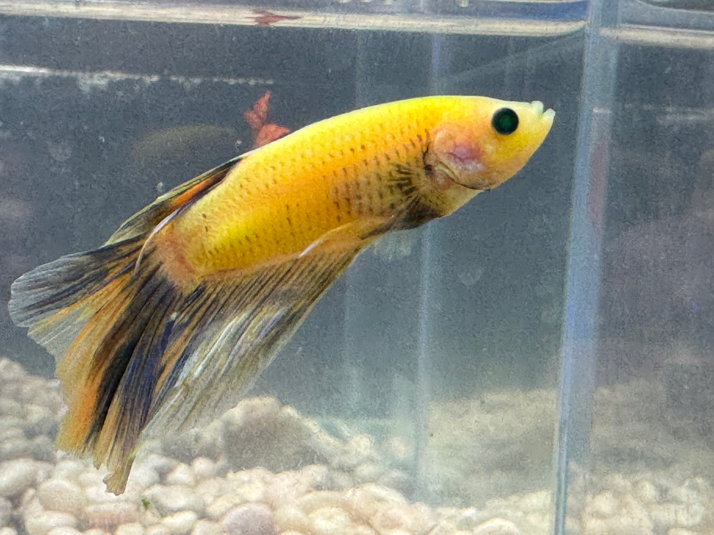 Green Hulk Betta  WYSWYG 2796