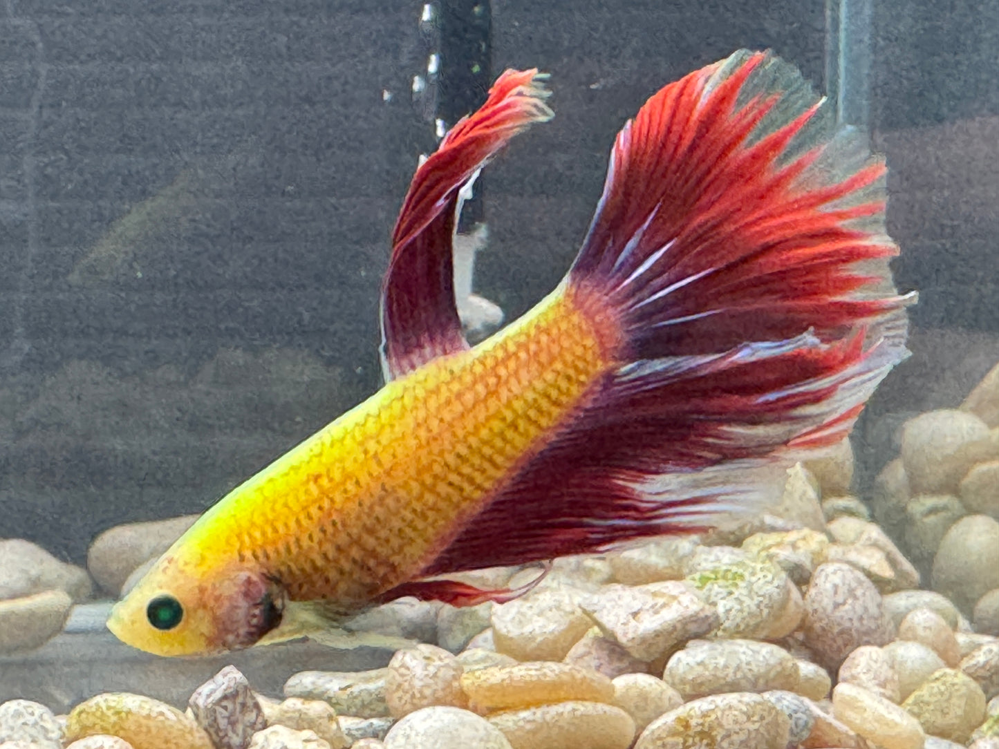 Green Hulk Betta  WYSWYG 2801