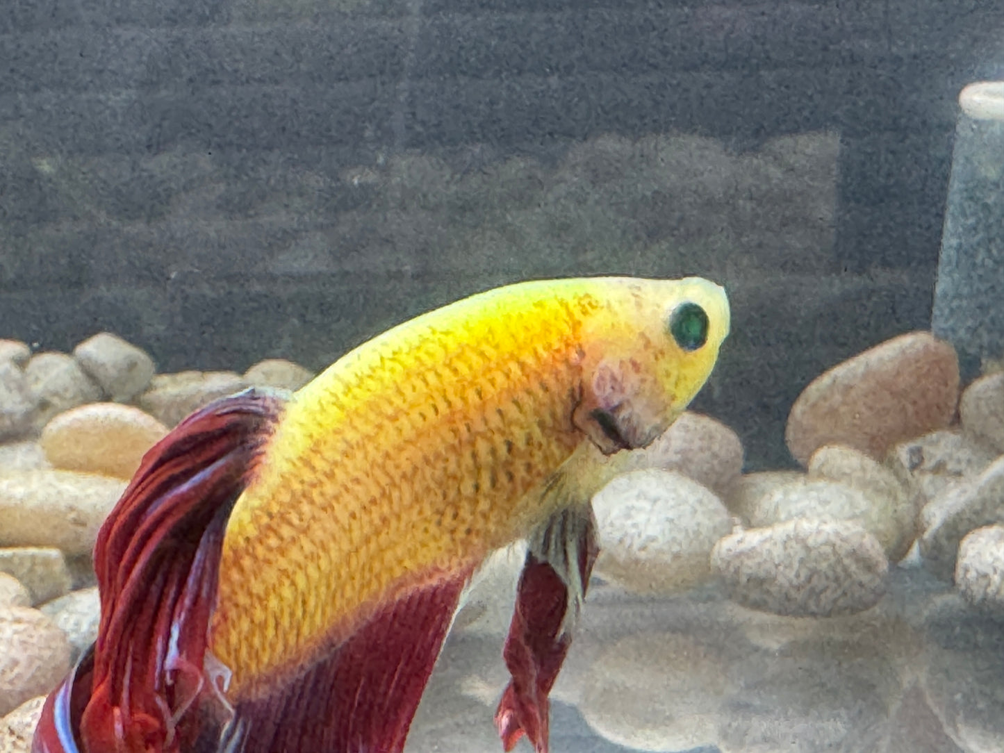 Green Hulk Betta  WYSWYG 2801