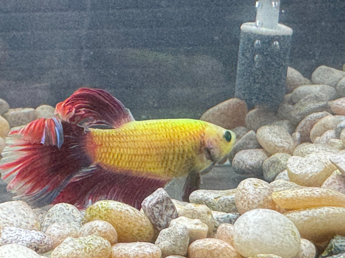 Green Hulk Betta  WYSWYG 2801