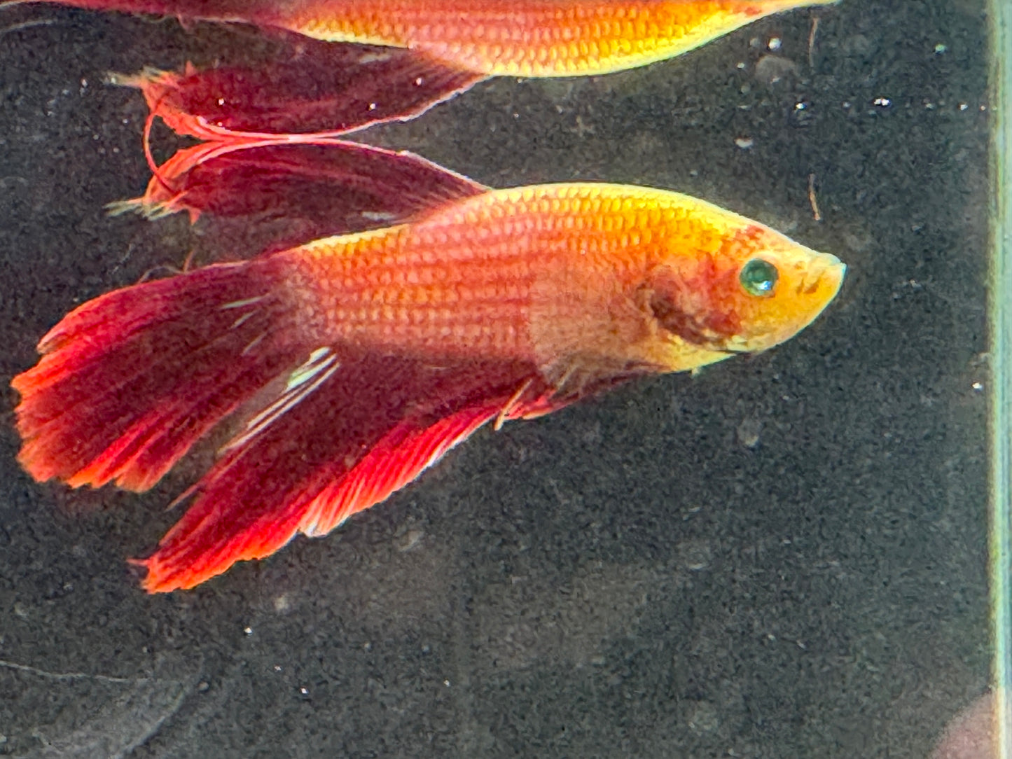 Green Hulk Betta  WYSWYG 2797