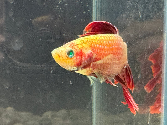 Green Hulk Betta  WYSWYG 2797