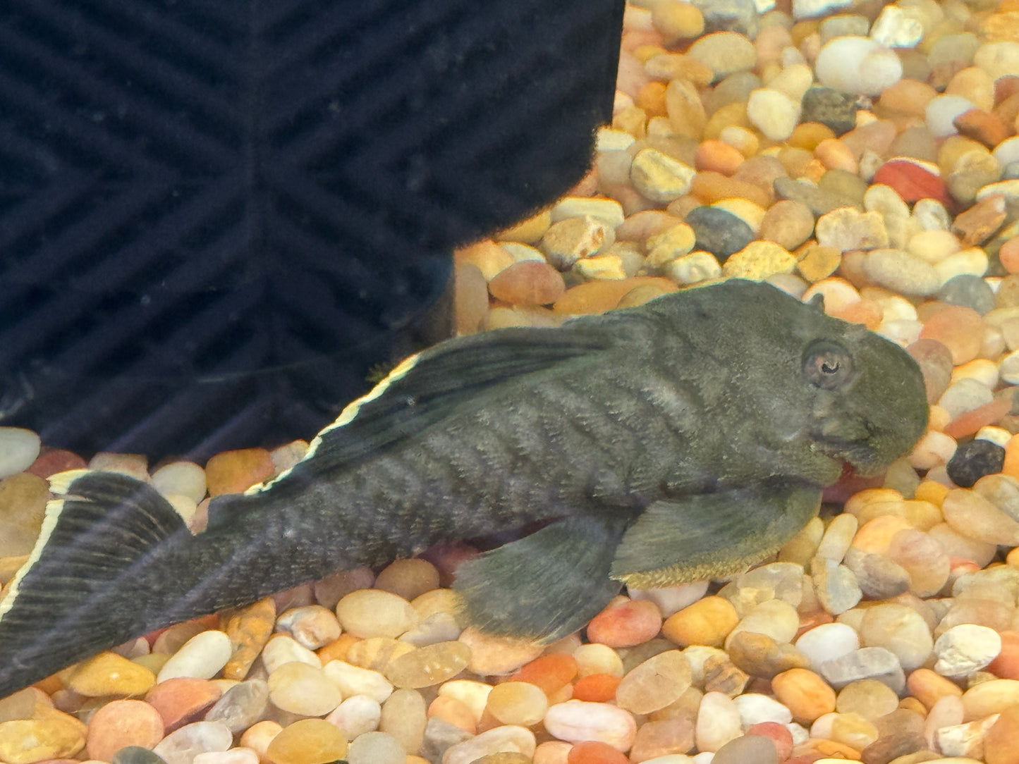 Pleco L-047 Magnum Approx 6"