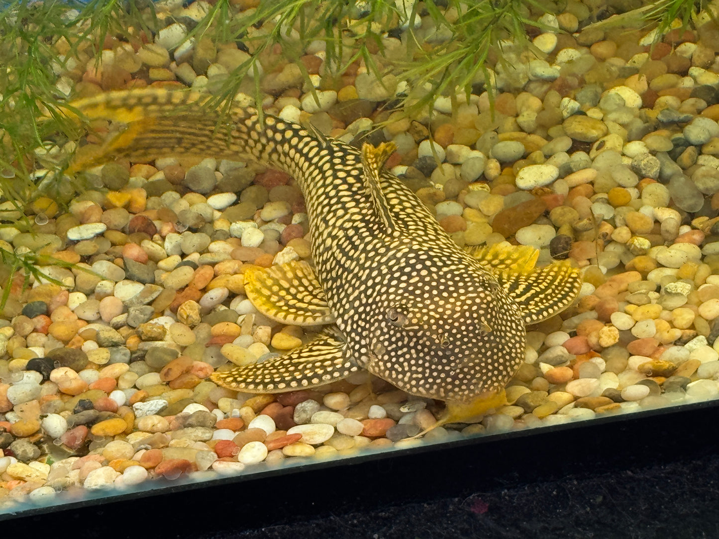 Pleco L-014 Sunshine Pleco Approx 10-12"