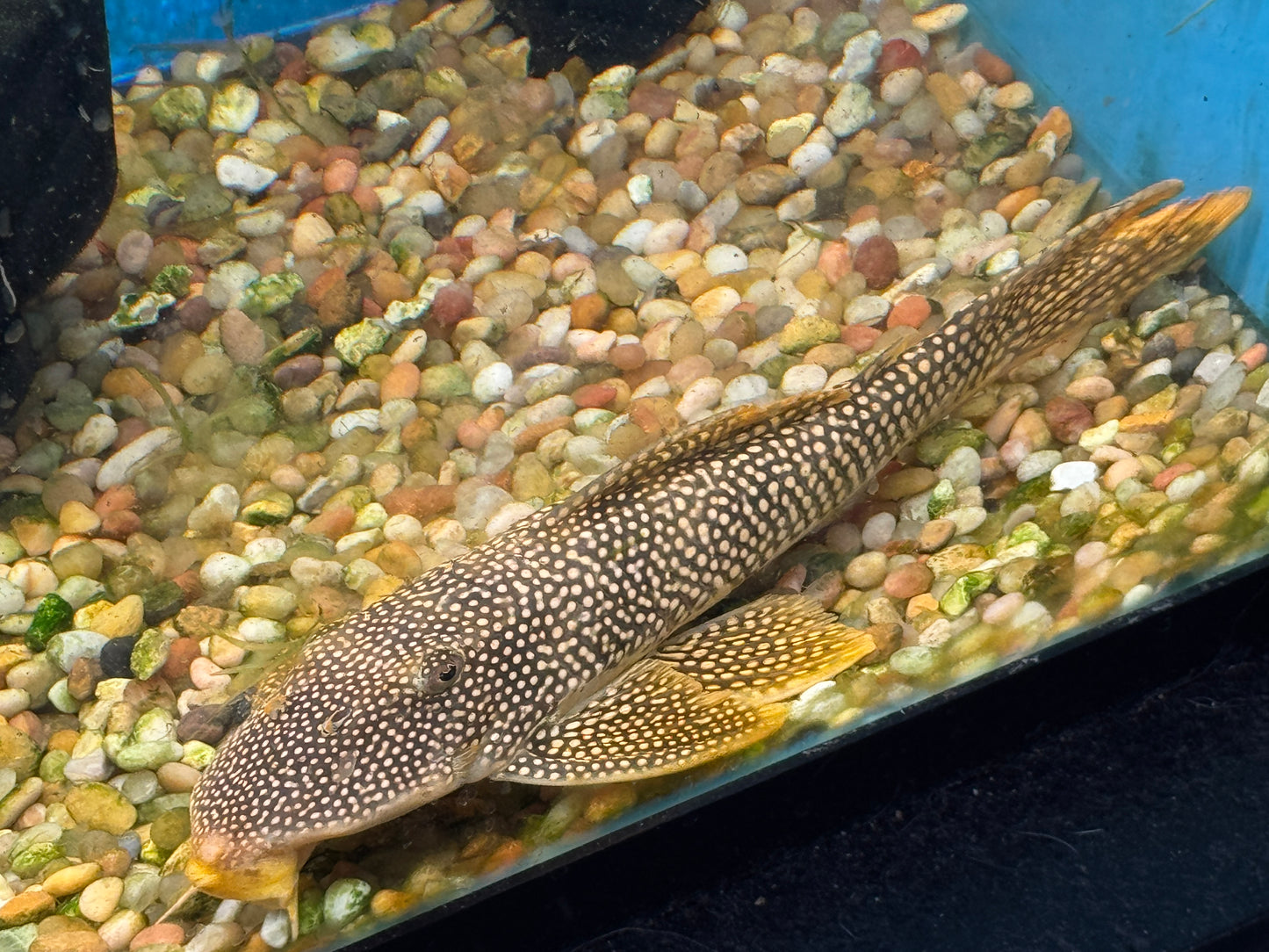 Pleco L-014 Sunshine Pleco Approx 10-12"