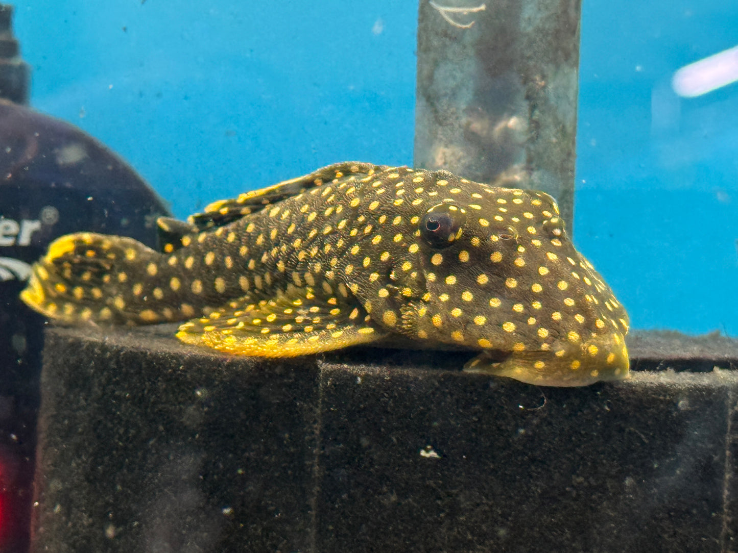Pleco L-018 Big Spot Gold Nugget  Approx 5"