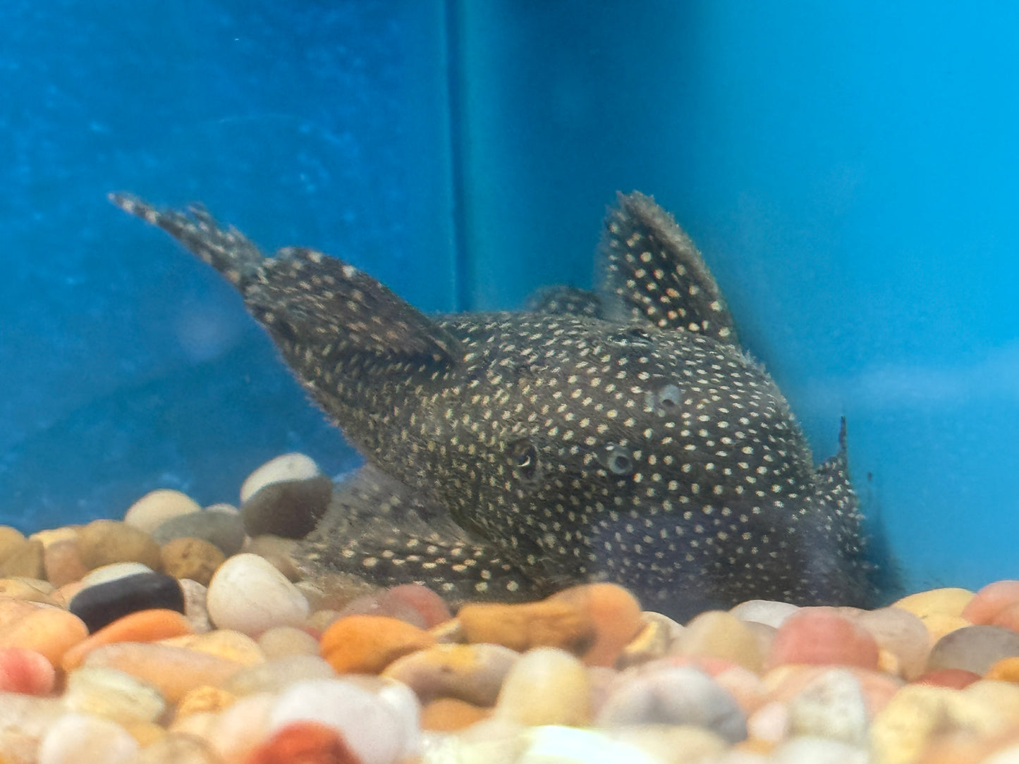Pleco L-029 Galaxy Vampire  Approx 6"