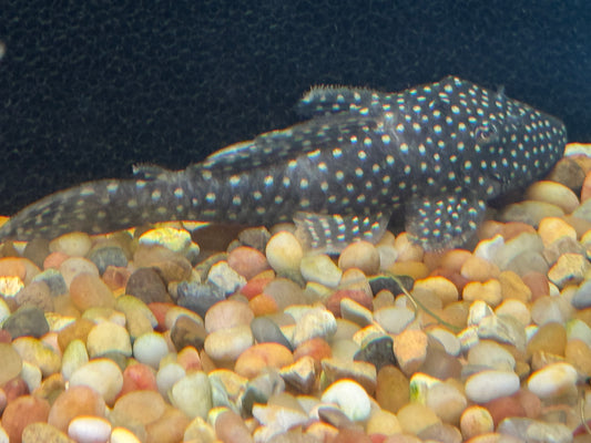 Pleco L-029 Galaxy Vampire  Approx 6"
