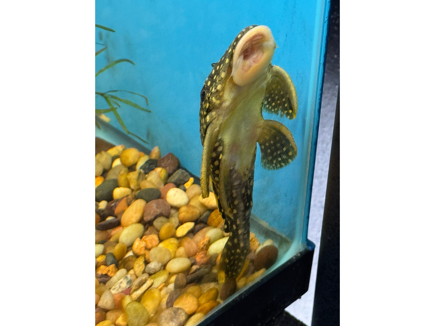 Pleco L-018 Big Spot Gold Nugget  Approx 5"
