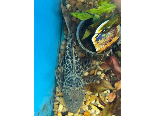 Pleco L-273 Red Titanic Approx 6"