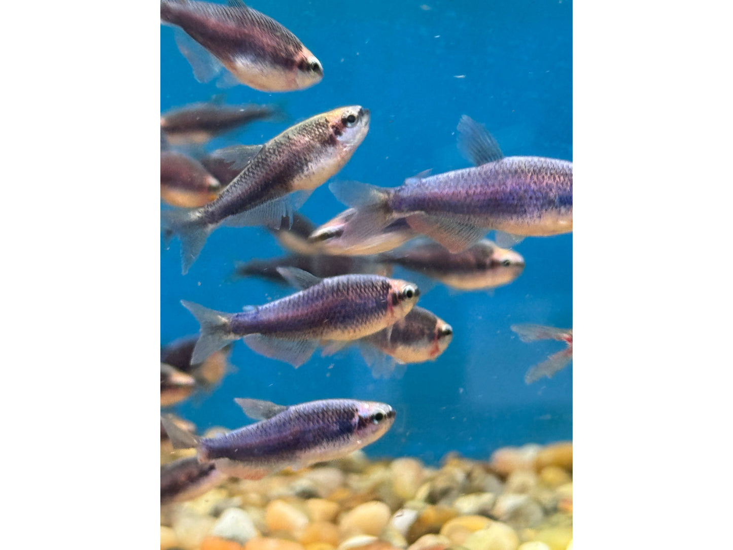 Super Blue Kerry Tetra Approx 1-1.5"