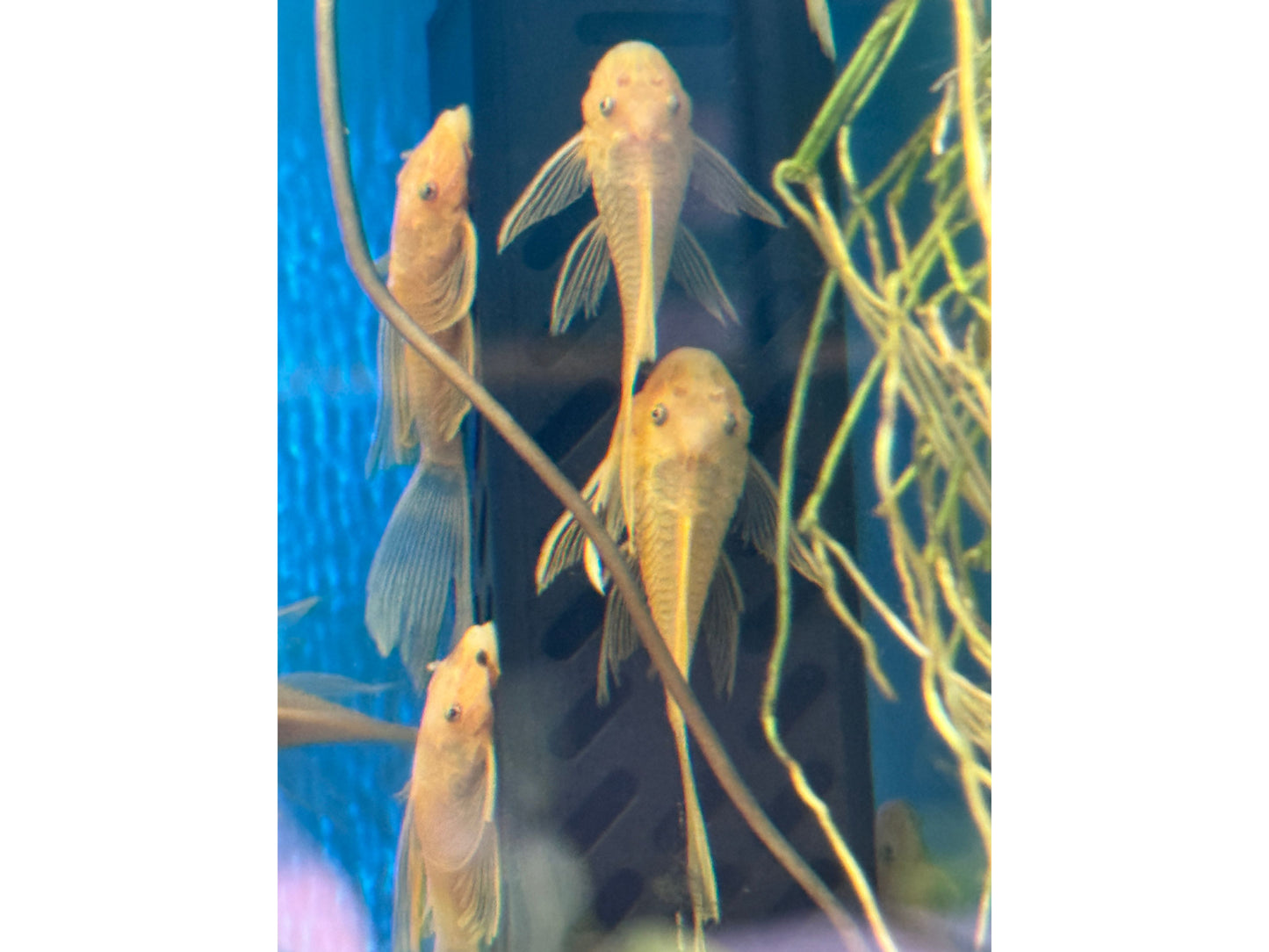 L144a Longfin Blue Eye Lemon Bristlenose Pleco Approx 2-2.5" T-95