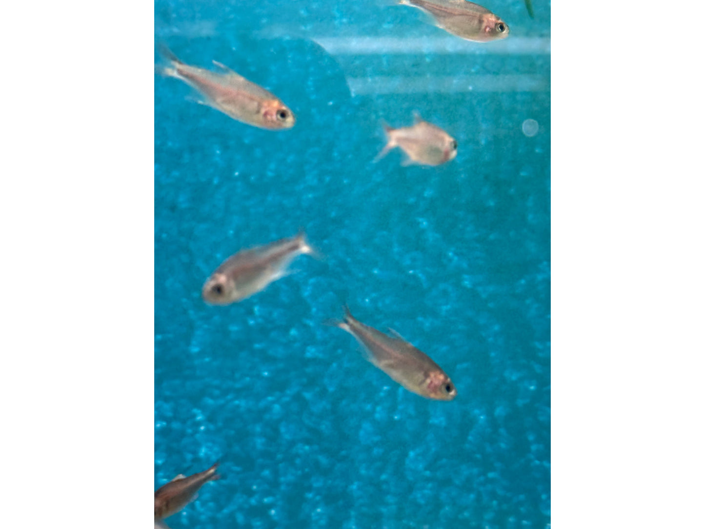 Blueberry Diamond Tetra (hyphessobrycon wadai)