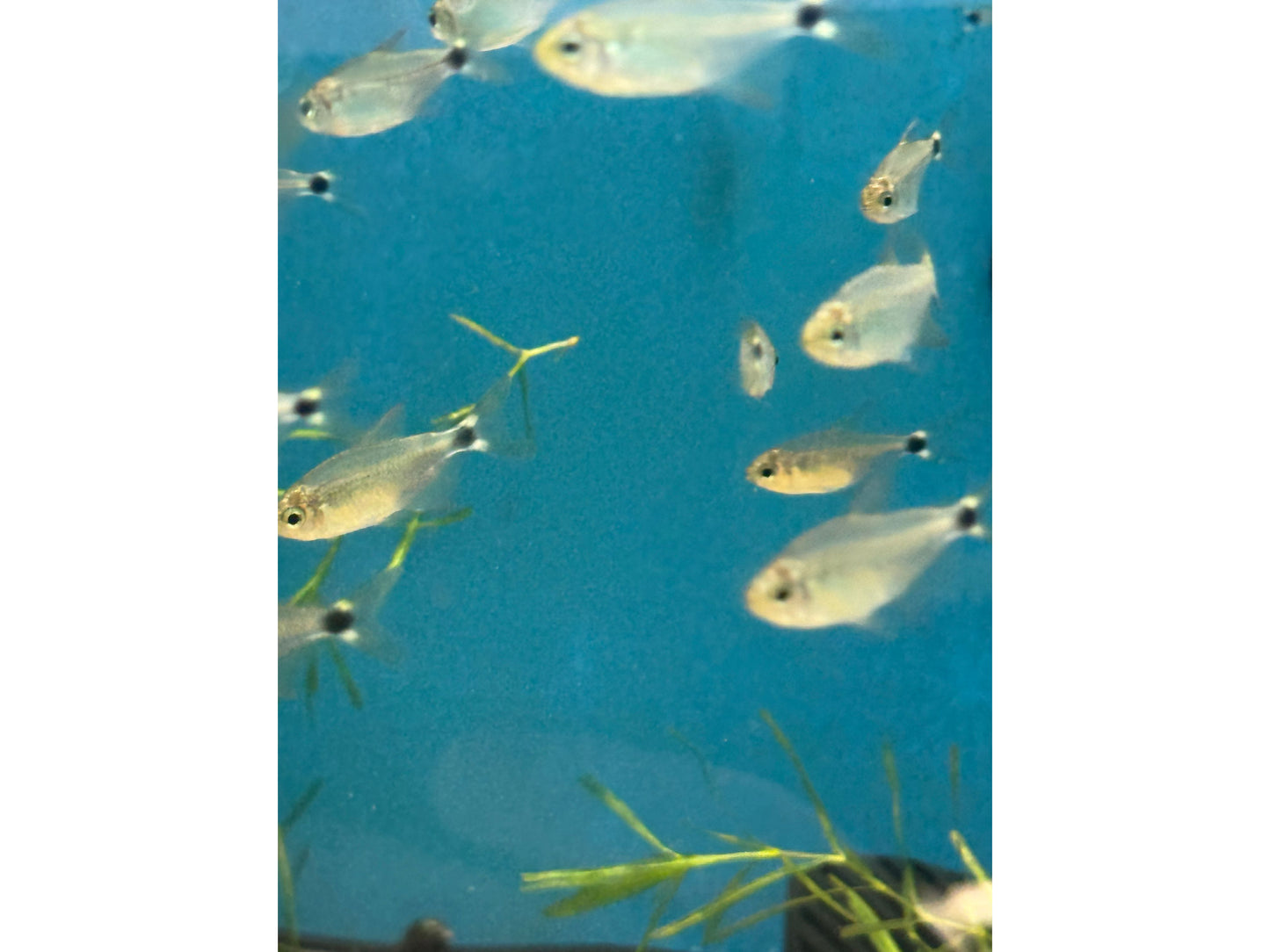 Butterfly Katie Tetra (Raccoon Tetra - hyphessobrycon procyon) Approx 1" T135