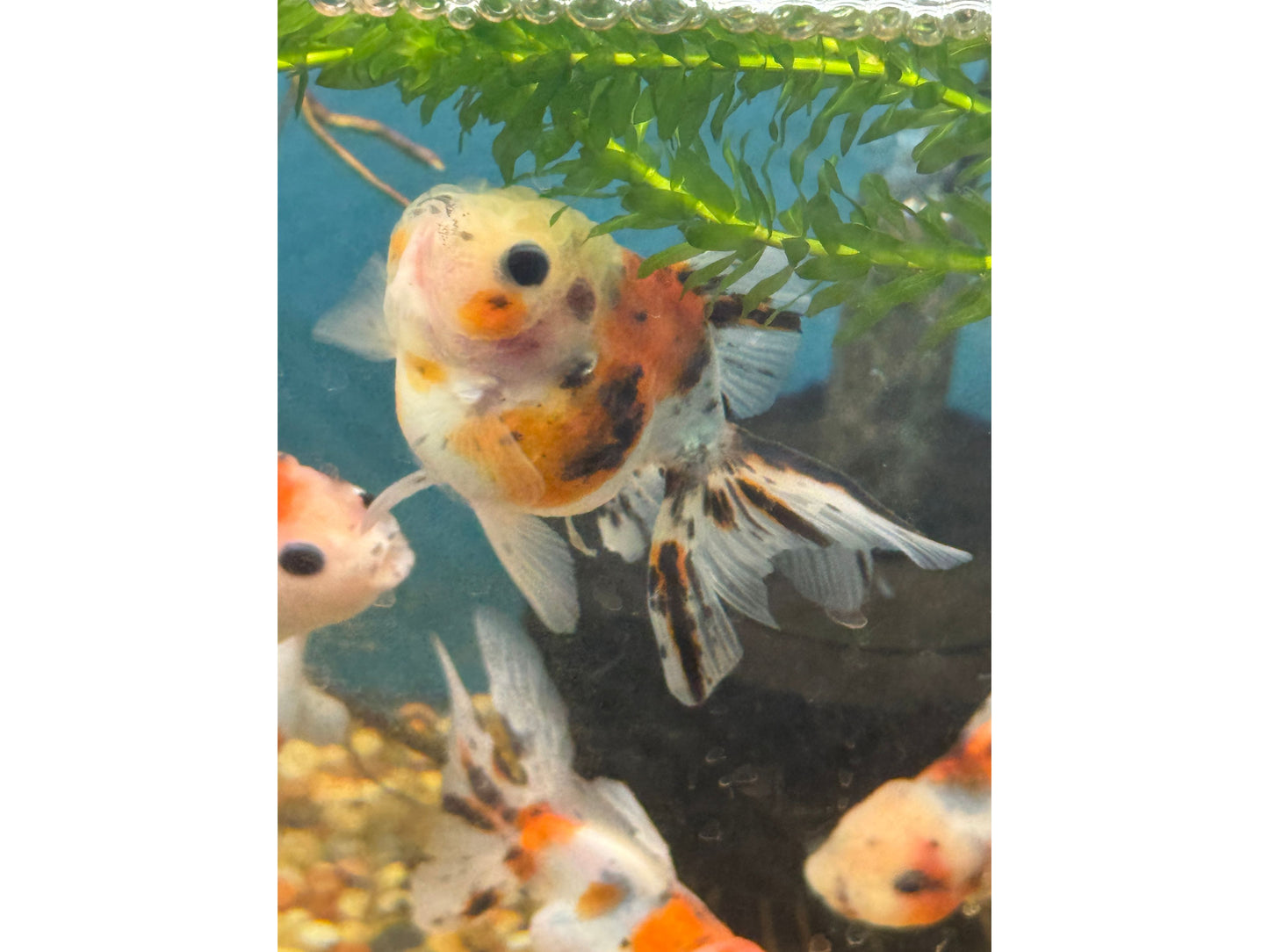 Goldfish Yuanbao Calico Oranda 3-4"