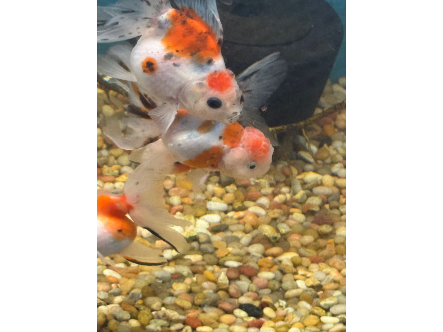 Goldfish Yuanbao Calico Oranda 3-4"