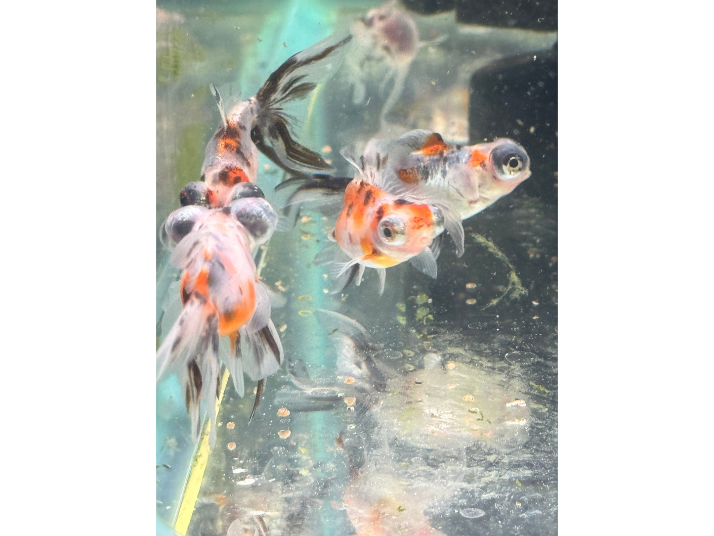 Goldfish Calico Telescope Eye Approx 2"