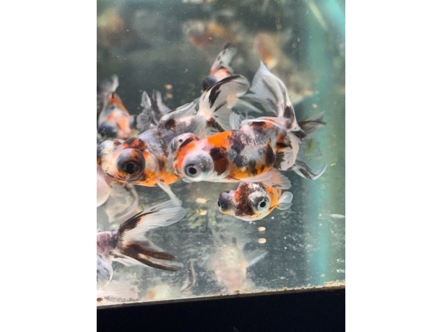 Goldfish Calico Telescope Eye Approx 2"