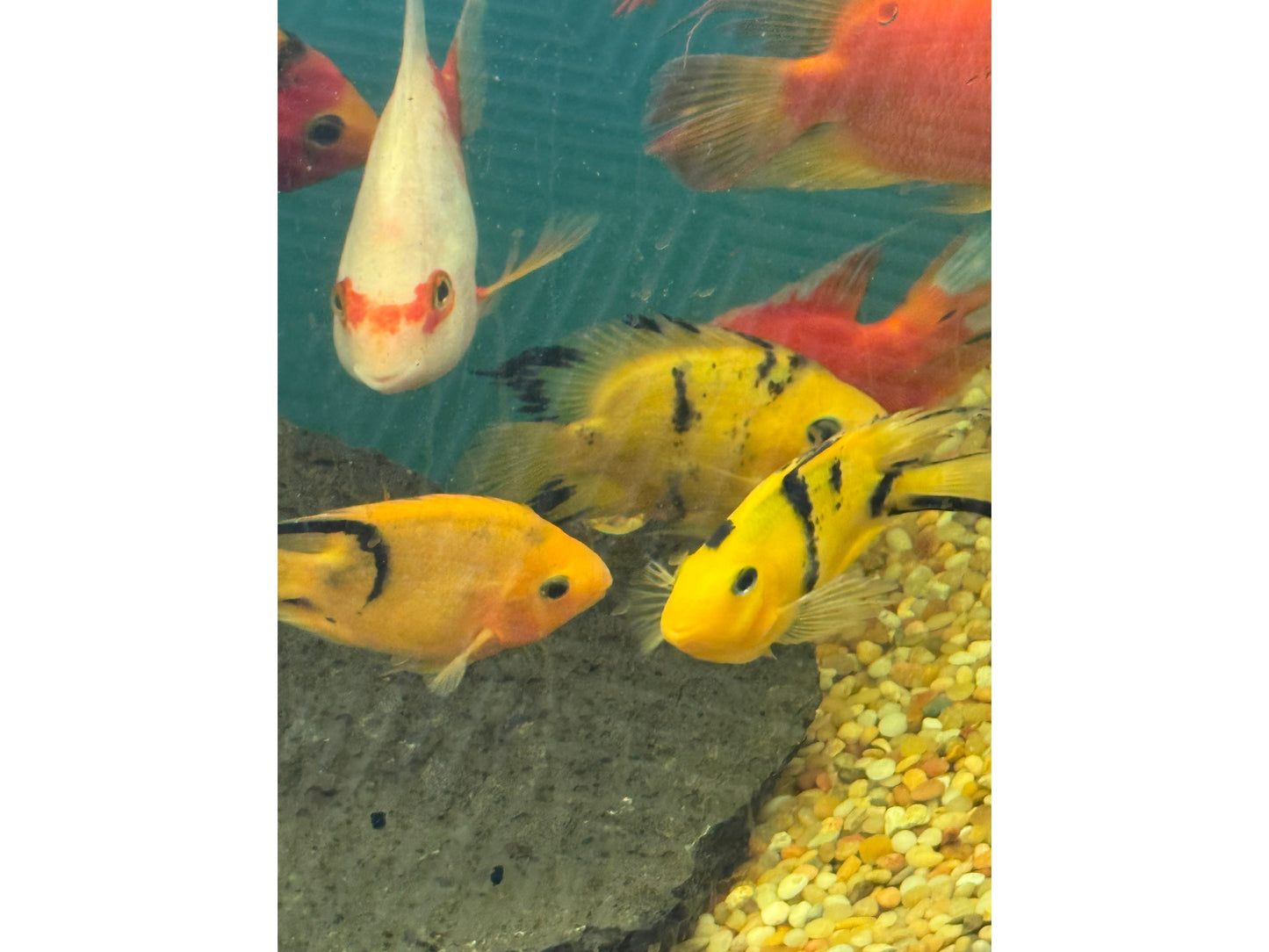 Yellow and Black Parrot Fish Approx 5"