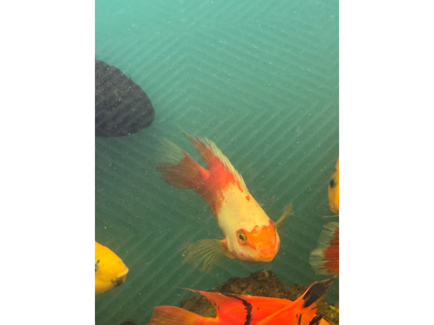 Red and White Parrot Fish Approx 5"