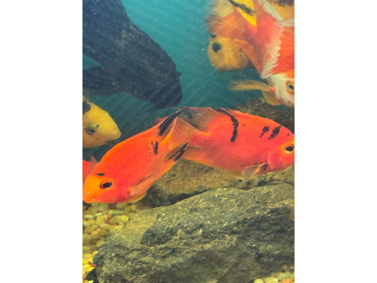 Red and Black Parrot Fish Approx 5"